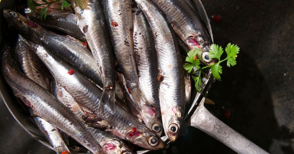 Anchovies