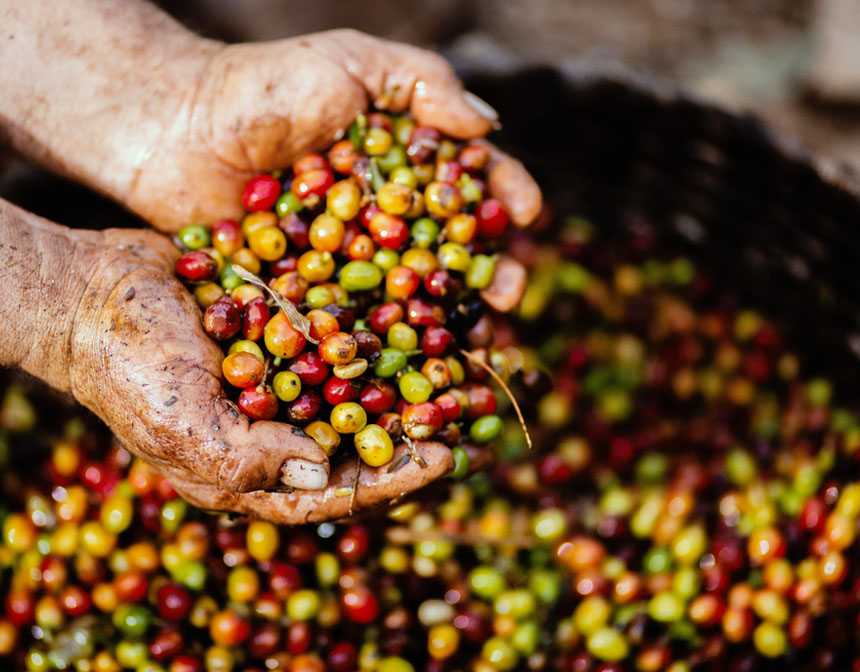 Assorted fruits on person's hand