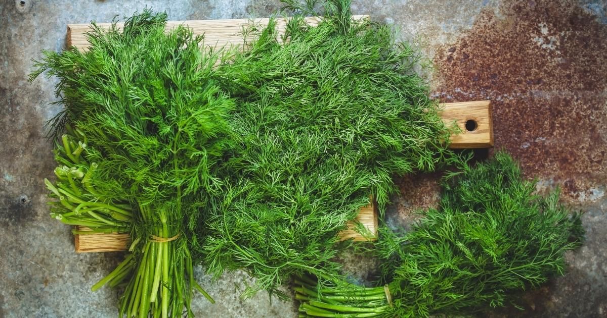 Dill
