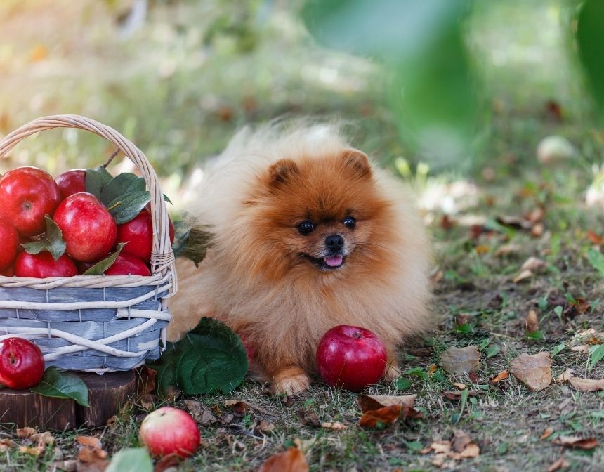 Toxic Foods for Dogs Food Blog