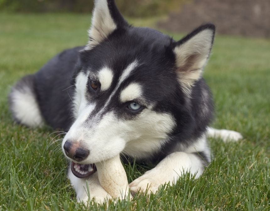 Dog with Bone