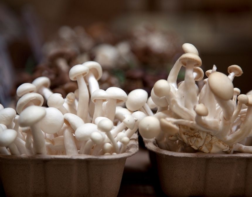 Enoki Mushrooms