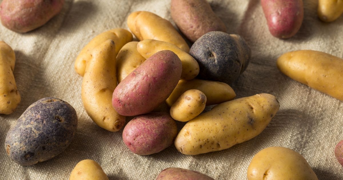 Fingerling Potatoes