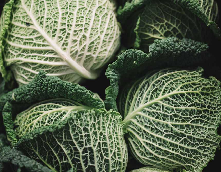 Green cabbages