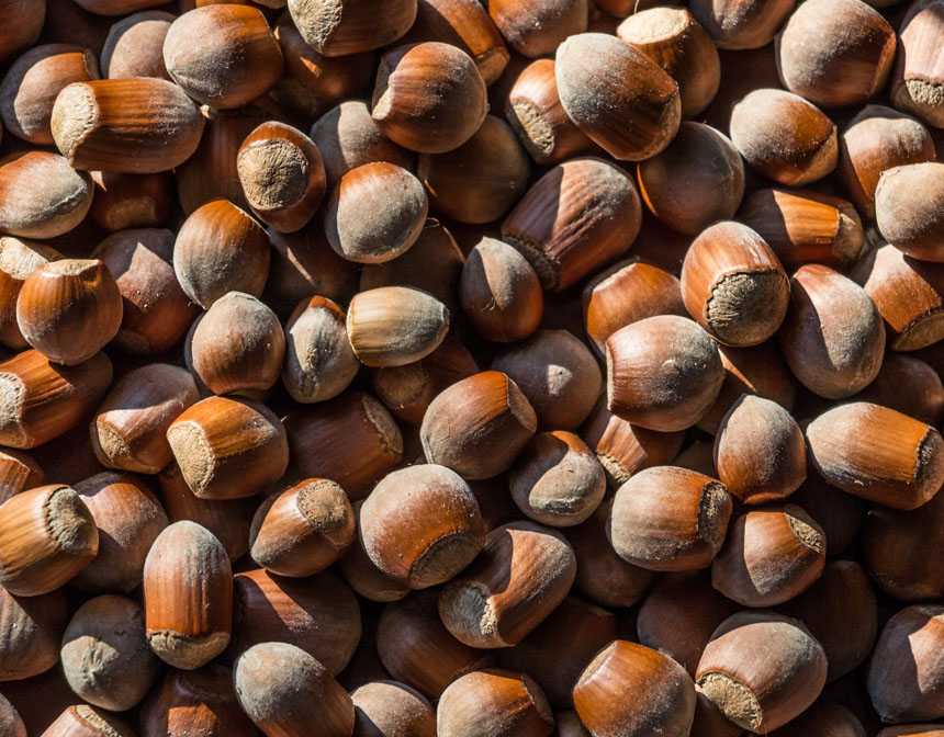 Lots of hazelnuts