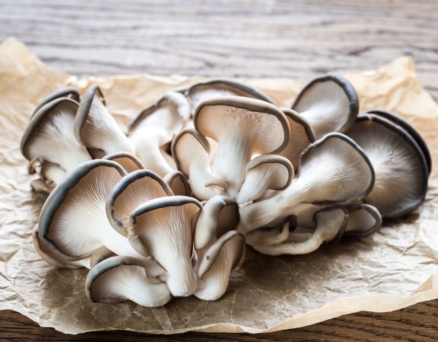 Oyster Mushrooms