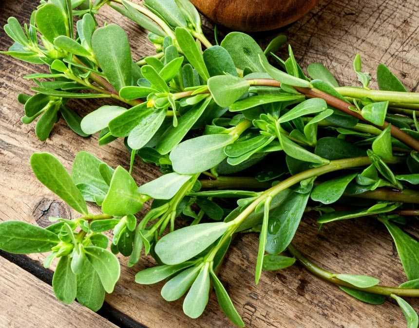 Purslane