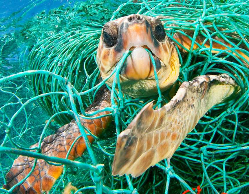 Turtle stuck in a web of ropes