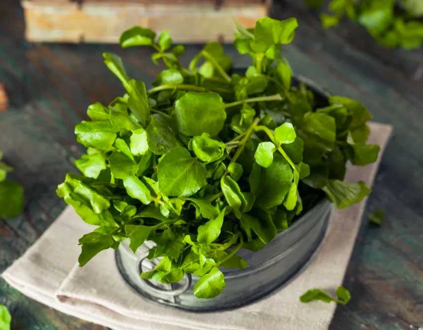 Anti Aging Fruits and Vegetables